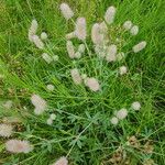 Trifolium arvense Fula