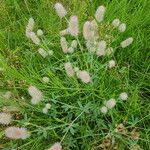 Trifolium arvense പുഷ്പം