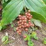 Maianthemum racemosum ফল