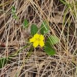 Goodenia hederacea Yeri