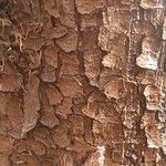 Pinus echinata Bark