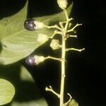 Cestrum reflexum Fruit