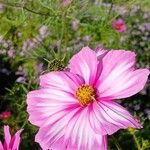 Cosmos bipinnatus花