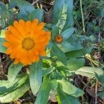 Calendula officinalis Flower