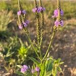 Verbena hastata Blüte