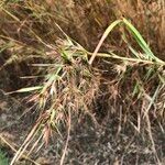 Themeda quadrivalvis Žiedas