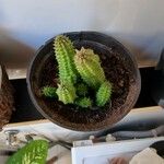 Huernia penzigii 葉