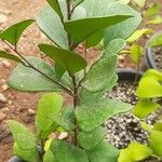 Ficus natalensis Blatt