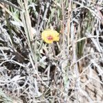 Linum puberulum Habit