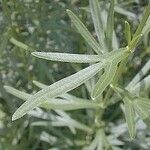 Coreopsis palmata Blad