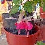 Fuchsia × standishiiKvět