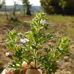 Teucrium botrys ഇല