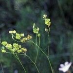 Biscutella laevigata Fruto