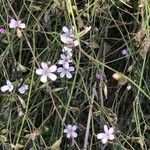 Petrorhagia saxifraga Blomma