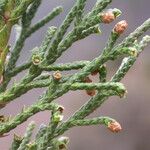 Juniperus indica Habit