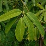 Holboellia latifolia Blatt