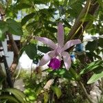 Cattleya intermedia Flower