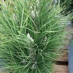 Pinus nigra पत्ता