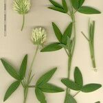 Trifolium pannonicum Autre