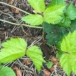 Astilbe rubra পাতা