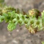 Sedum moranense Leaf