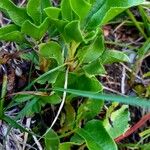 Orthilia secunda Leaf