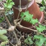 Pelargonium gibbosum Écorce