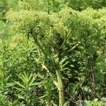 Angelica japonica