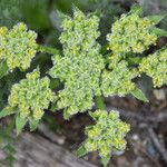 Lomatium dasycarpum Цвят