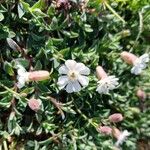 Silene uniflora Hábito