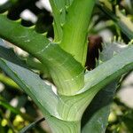 Aloe arborescens Žievė