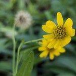 Arnica chamissonis फूल