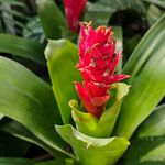 Billbergia pyramidalis Flower