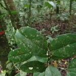 Garcinia epunctata Φύλλο