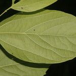 Celtis caudata Blad