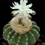 Discocactus horstii Habit