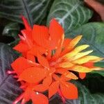 Aphelandra aurantiaca Çiçek