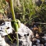 Dipcadi serotinum Fruit