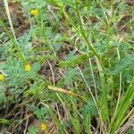 Hippocrepis biflora Fruit