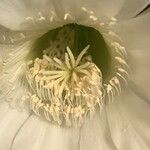 Echinopsis eyriesii Flower