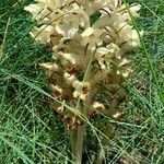 Orobanche caryophyllacea Habit