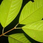 Plinia guanacastensis Leaf
