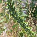 Oenothera biennis Habitus