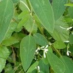 Euphorbia hypericifolia Blatt