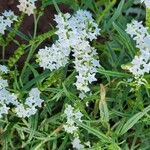 Heliotropium longiflorum फूल