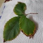 Ulmus americana Yaprak