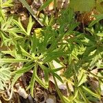 Anemone hortensis Lapas