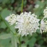 Astrantia major 花
