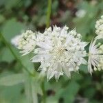 Astrantia major Λουλούδι