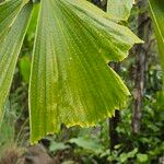 Caryota mitis Leaf